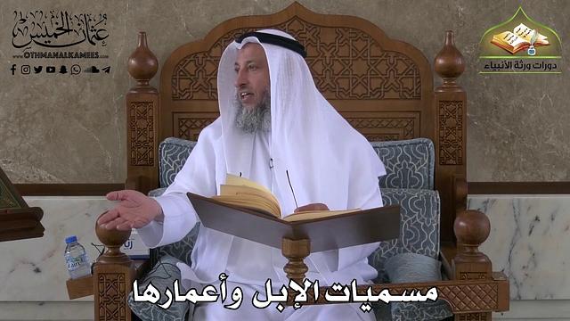 405 - مسميات الإبل و أعمارها - عثمان الخميس