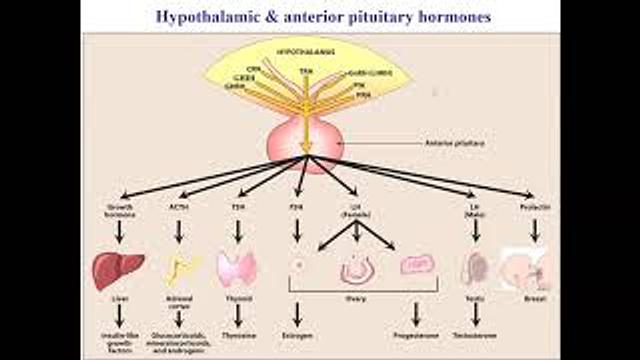 Drugs related to hormones of the hypothalamus & anterior pituitary 2021