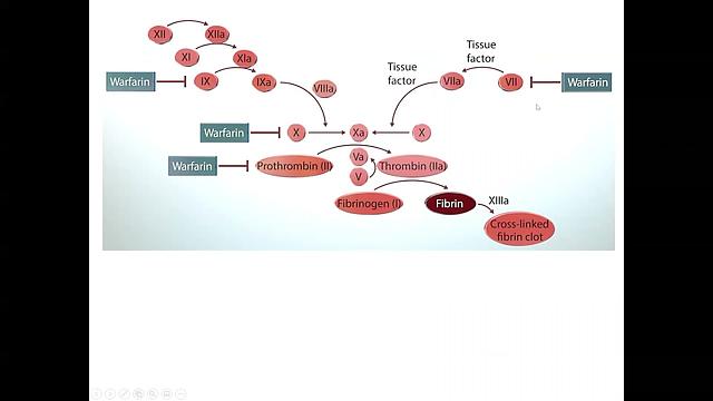 Anticoagulants 3-Warfarin
